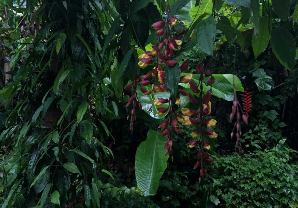 wearenature-picinguaba-galeria-32